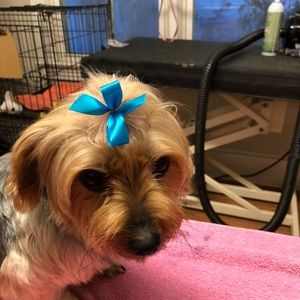 Meet your Posher, Jamie